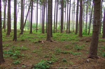 Celkový pohled od západu ( © Roman Řezáč 06/2006)