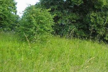 pohled na jádro tvrze ze severního příkopu ( © Ondřej Štěpánek 06/2006)