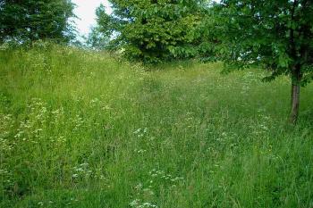 pohled na zanesený jižní příkop ze západního příkopu, vlevo jádro tvrze ( © Ondřej Štěpánek 06/2006)