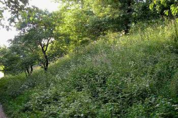 západní strana kopce, na kterém stojí  tvrz ( © Ondřej Štěpánek 06/2006)
