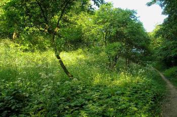 pohled na západní stranu  kopce, na ktrerém stojí tvrz, vpravo pěšina vedoucí ke tvrzi ( © Ondřej Štěpánek 06/2006)