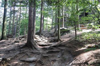 Skalní hrad Šaunštejn - cesta ke hradu (© aleshwarrior, 07/2015)