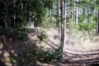 Příkop tvrze (© 2002 Jiří Čížek)