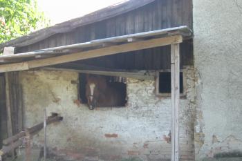stáj na tvrzišti (© D Dohňanský, 06/2015)