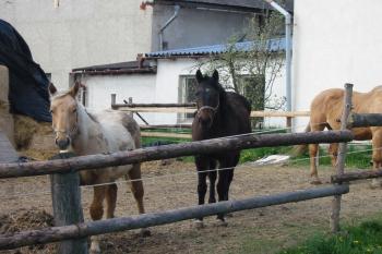 Koníci jsou to šikovní (©  , 04/2014  Dohňanský D.)