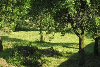 zbytek pahorku tvrze ( © Ondřej Štěpánek 06/2006)