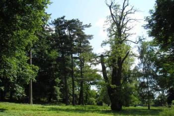 zámecký park za zámkem ( © Ondřej Štěpánek 07/2006)
