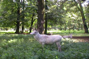 Žehušice - obora (© Helena Dvořáková 08/2005)