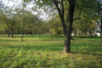pohled do sadu , kde pravděpodobně tvrz stála ( © Ondřej Štěpánek 10/2006)