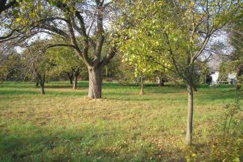 pohled na sad, kde pravděpodobně  tvrz stála ( © Ondřej Štěpánek 10/2006)