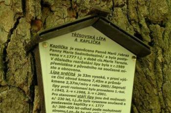 Třísovská lípa a kaplička (© Hana Kubikova 07/2006)
