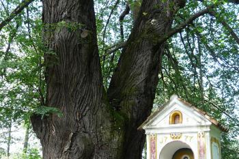 Třísovská lípa (© MarcoRave, 07/2009)