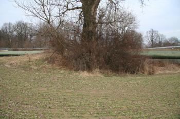 Zbytek tvrziště poničený silnicí  ( © Petr Nožička 03/2011)