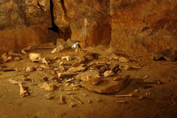 Kosterni pozůstatky ( © Jiří Čížek 07/2006)