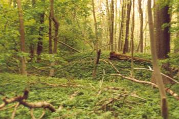 Tvrziště Libiš (© Marek Skýpala 07/2006)