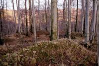Nový Žeberk
