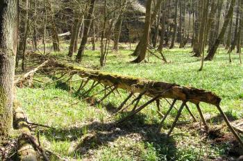 Národní přírodní památka Peklo (© Václav Čermák, 04/2004)