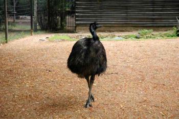 Emu hnědý ( © Aleš Marek 08/2006)