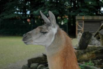 Lama krotká ( © Aleš Marek 08/2006)