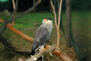 karančo ( © Aleš Marek 08/2006)