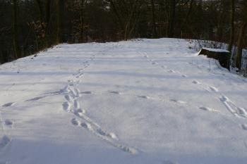 Skalnaté staveniště u donjonu (© Prudký Martin, 02/2009)