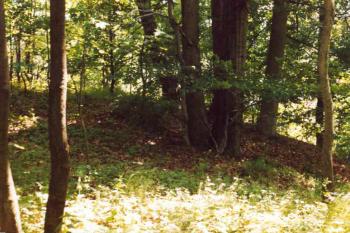 Plocha tvrziště (© Marek Skýpala 08/2006)