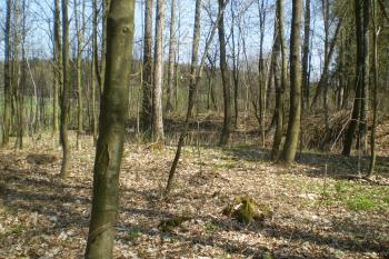 Plocha tvrziště s valem v pozadí (© David Koral, 03/2010)
