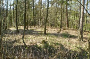 Pohled na tvrziště z vrcholku valu (© David Koral, 03/2010)