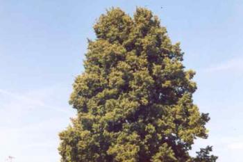 Tvrziště Klamoš (© Marek Skýpala 08/2006)