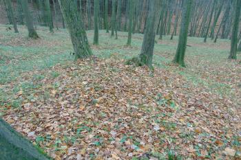 Krátký příčný val uzavírající předhradí na jz. Vlevo je místo vstupní brány (© Dušan Dohňanský  11/2021)