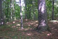 Šarovy