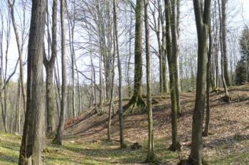 Šarovy - jádro hradu (© zdeněk komínek, 04/2009)