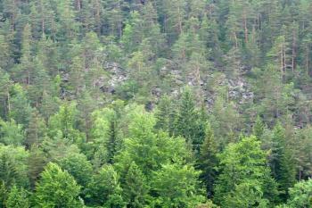 Čertova stěna - svah na druhé straně Vltavy (© Pavel Kozel, 06/2008)