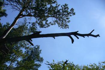 Starý odumřelý kmen na Čertově stěně (© Pavel Jarý,  05.07.2007)