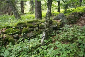 Zbytky na sucho kladené zídky jihozápadně od hradní skály ( © Filip Matoušek 08/2006)
