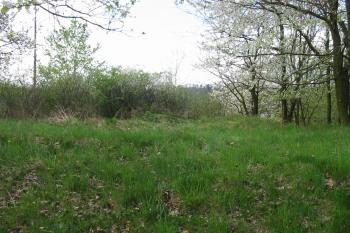 méně zarostlá část jádra (© D Dohňanský, 05/2015)