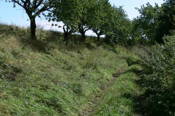 Mělčí průběh rokle oddělující centrální hradiště od jižnějších prostranství ( © Petr Turyna 09/2006)
