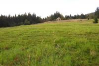 šance Bařiny