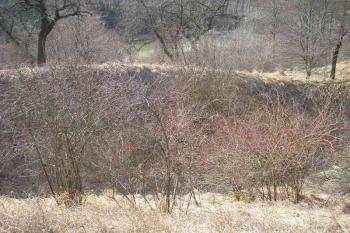 pohled přes příkop na nejzachovalejší část valu od východu, v pozadí rybník ( © Ondřej Štěpánek 04/2006)
