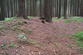 Jižní část jádra tvrziště, vpravo zbytek okružního příkopu ( © Filip Matoušek 08/2006)