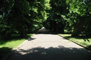 alej vedoucí k zámku (© D Dohňanský, 06/2015)