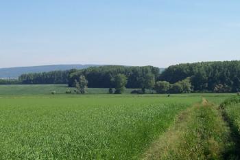 Pod Zápovědským kopcem (© Ivo Rozehnal, 07/2006)