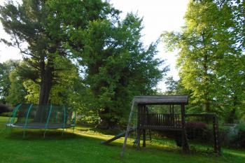 zámecký park - významný strom - javor stříbrný (na fotce uprostřed) (© Jaroslav Špiroch  06/2022)
