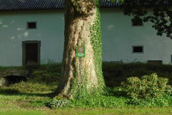 zámecký park - významný strom - skupina Javorů klenů u zámecké sýpky (© Jaroslav Špiroch  06/2022)