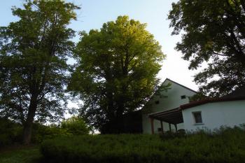 zámecký park - významný strom - Jindřichovická lípa u zámecké sýpky (© Jaroslav Špiroch  06/2022)