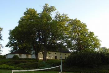 zámecký park - významný strom - skupina Javorů klenů u zámecké sýpky (© Jaroslav Špiroch  06/2022)