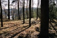 Boršov
