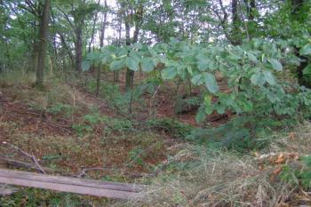 tvrziště Tlesky ( © Marek Skýpala 06/2006)