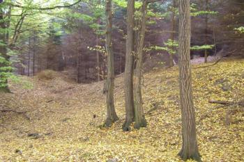 tvrziště Lažany ( © Marek Skýpala 11/2006)