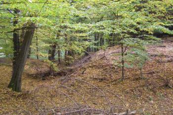 tvrziště Lažany ( © Marek Skýpala 11/2006)